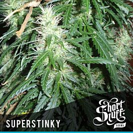 Short Stuff Seeds Super Stinky Auto Feminized