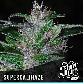 Short Stuff Seeds Super Cali Haze Auto Feminized