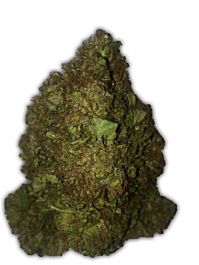 Heavyweight Seeds Short and Sweet Auto Feminized