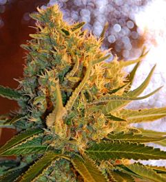 SAMSARA Shot adrenaline Auto Feminized