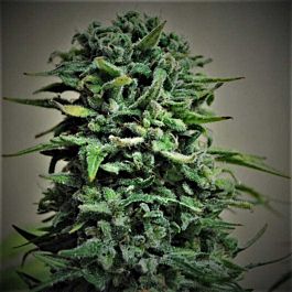 Kalashnikov Seeds Siberian Haze Auto Feminized