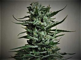 Kalashnikov Seeds Siberian Haze Feminized