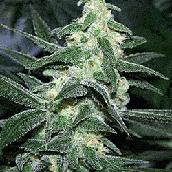 Sagarmatha Seeds Silver Bullet Feminized