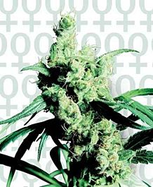 Sensi Seeds Silver Haze Feminised