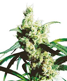 Sensi Seeds Silver Haze Regular