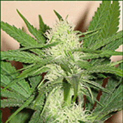 Sagarmatha Seeds Skunk Wreck Feminized