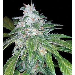 Reserva Privada Silver Kush Feminised