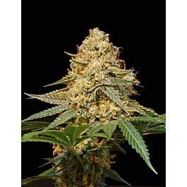 DNA Genetics Silver LA Feminized Seeds 