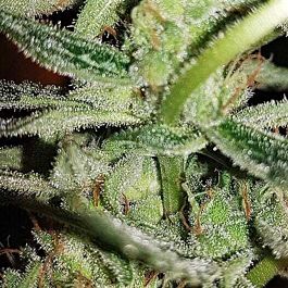 Connoisseur Genetics Seedbank Silver Nevil Feminized