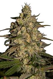 SEEDMAKERS Silver Jack Feminized
