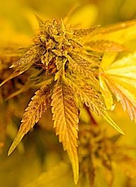 Delta 9 Labs The Simpson Kush Regular