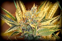 SINCITY Seeds Boss's Sister Regular