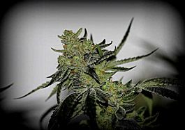 SINCITY Seeds Cherry Fuel Regular