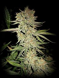 SINCITY Seeds Dream N Sour Regular