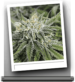 SINCITY Seeds Frozen Tangerines Regular