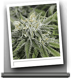 SINCITY Seeds Frozen Tangerines Feminized