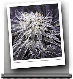 SINCITY Seeds Nightmare Cookies Regular
