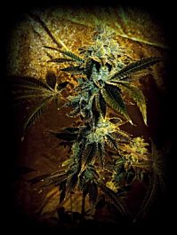 SINCITY Seeds Rappers Delight Regular