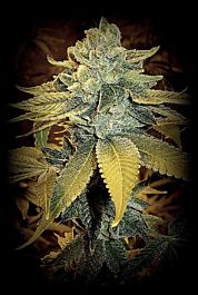 SINCITY Seeds SinFully Sour Regular