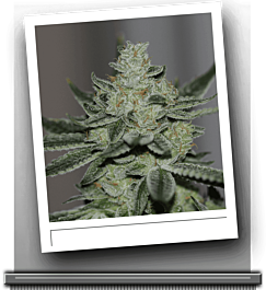 SINCITY Seeds Sins OG Regular