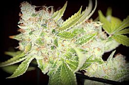 SINCITY Seeds Sour Cherry Kush Regular