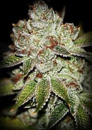 SINCITY Seeds Sour Flame OG Regular