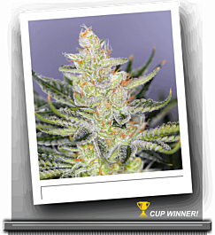 SINCITY Seeds Tangerine Power Regular