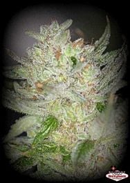 SINCITY Seeds White Nightmare Regular