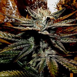 SINCITY Seeds Cancer's Nightmare Feminized