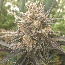 SINCITY Seeds HarleSin Feminized