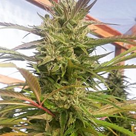 SINCITY Seeds Incredible Power Feminized