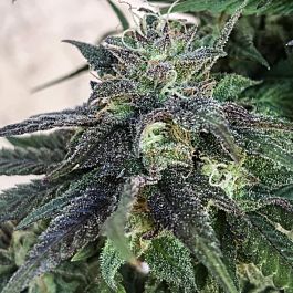 SINCITY Seeds Lilac Jack Regular