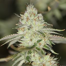 SINCITY Seeds Night Fire OG Feminized