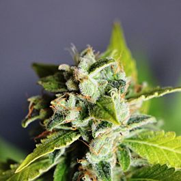 SINCITY Seeds Pit Boss Regular