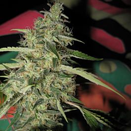 SINCITY Seeds Silverback Jack Regular