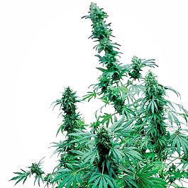 SINCITY Seeds Sin City Skunk Limited Edition Regular