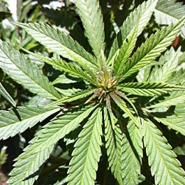 SINCITY Seeds Sour Jefe Regular