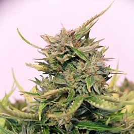 SINCITY Seeds Sour Lime Pie Regular