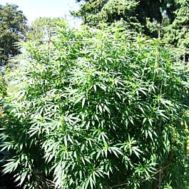 SINCITY Seeds Sour Nightmare Kush Regular