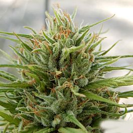SINCITY Seeds Thunderstruck Feminized