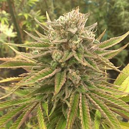 SINCITY Seeds Treasure Island Feminized