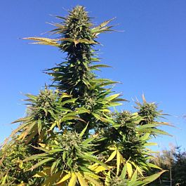 SINCITY Seeds White Cranberries Regular