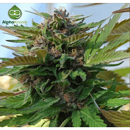 Alphakronik Genes Seeds Sin City Kush Regular