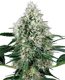 White Label Power Plant Automatic Feminized