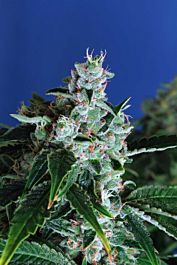 Exotic Seed Sir Jack Auto Feminized