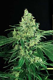 Exotic Seed Sir Jack Feminized