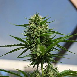 Gage Green Seeds Señor Jack Regular