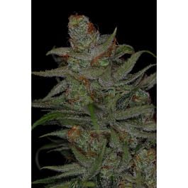 TGA SubCool Genetics Jack Skellington Regular