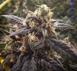 Loud Seeds Skins Skunk Regular