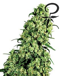 White Label Skunk #1 Feminized